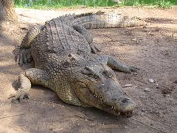 crocodilo.png