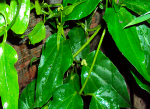 Index Of Atvinfo2017 Ebm Pedro Ii 3 Ano Ciencias Plantas Medicinais